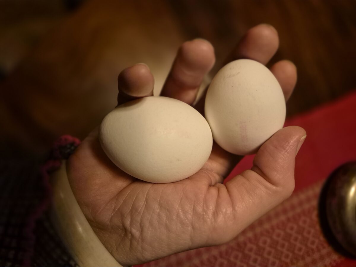 das bild zeigt eine hand, die zwei große weite hühnereier hält, von oben geknipst