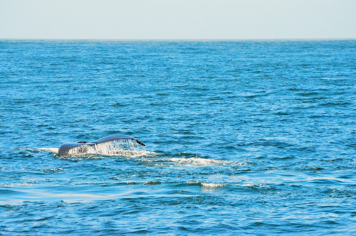 oben diesiger himmer, darunter hellblauer pazifik, im unteren drittel sieht man die schwanzflosse eines wals aus dem wasser schlagen. whalewatching 2012 vor monterey