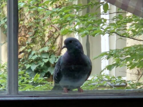 junge taube auf einer balkonbrüstung, durch ein fenster gesehen