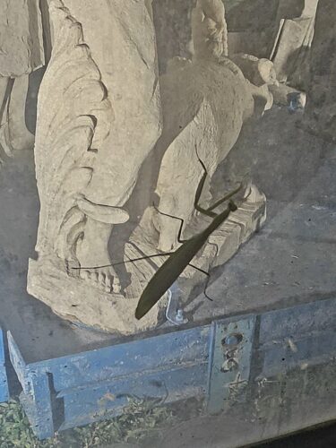 ein insekt auf einer glasscheibe, dahinter ein teil einer steinfigur, man erkennt ein bein und schaf